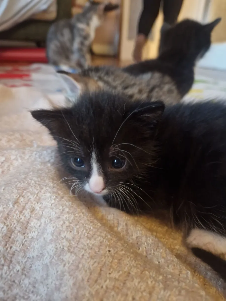 Kittens - Image 3
