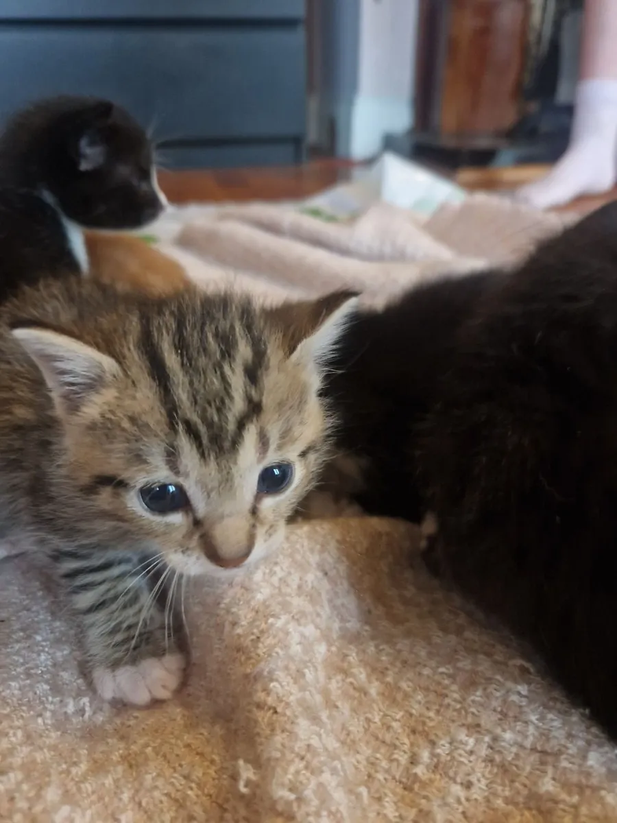 Kittens - Image 4
