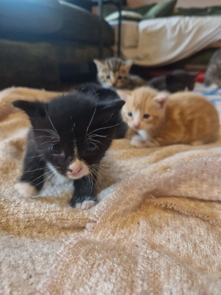 Kittens - Image 4