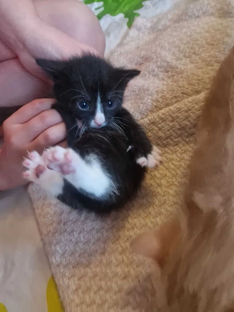 Kittens - Image 2