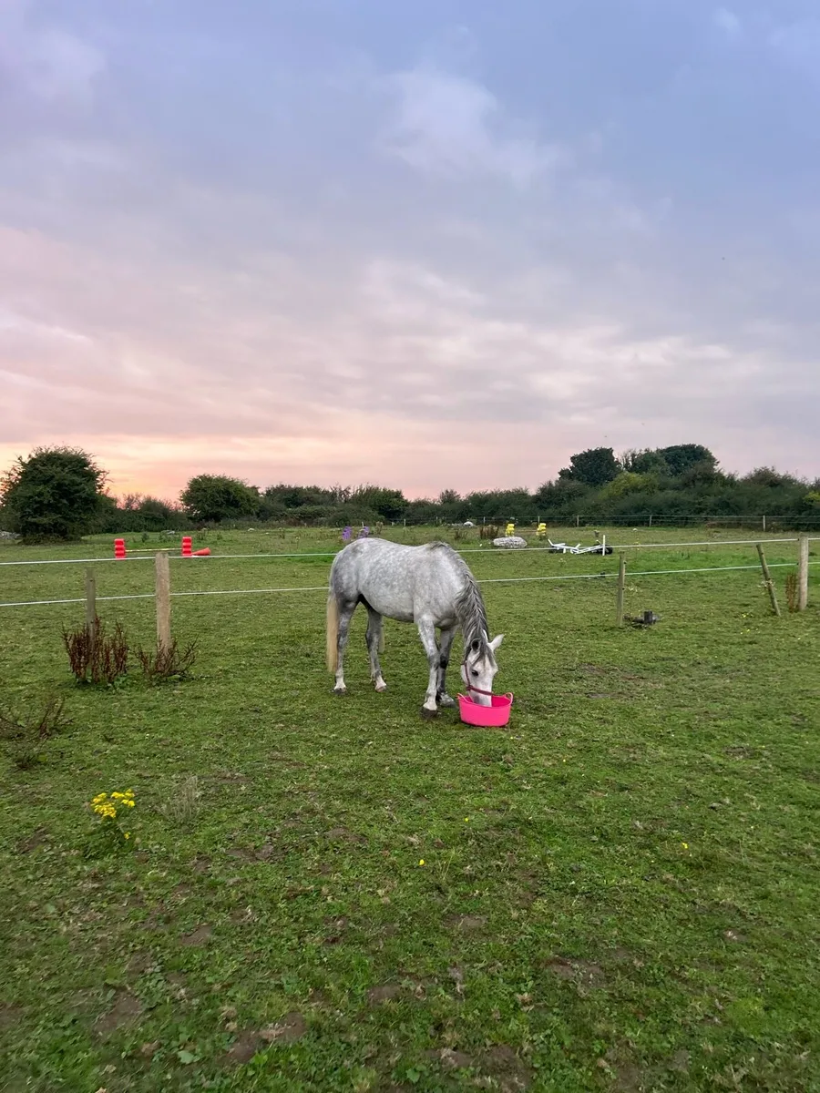 Connemara riding pony