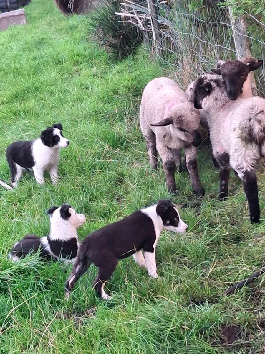 Sheep.. - Image 1