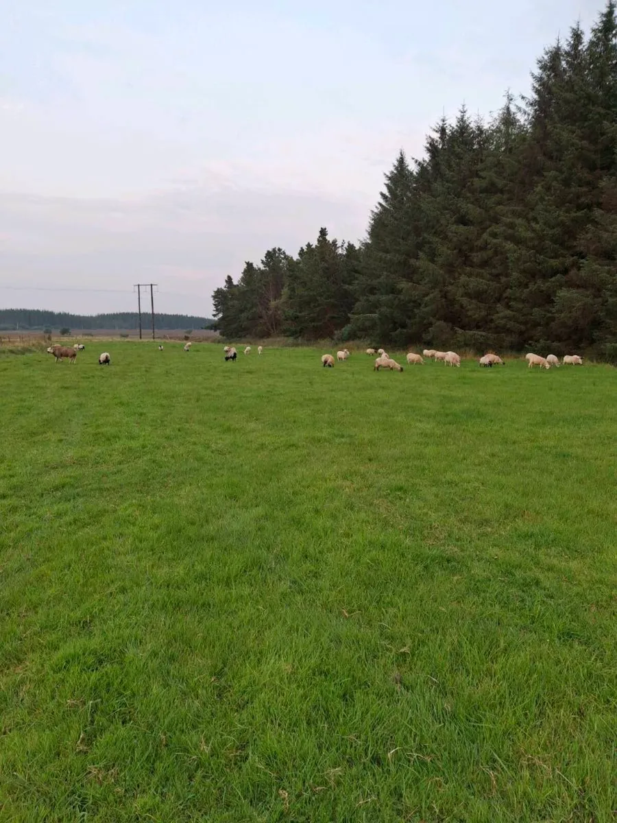 Sheep.. - Image 2