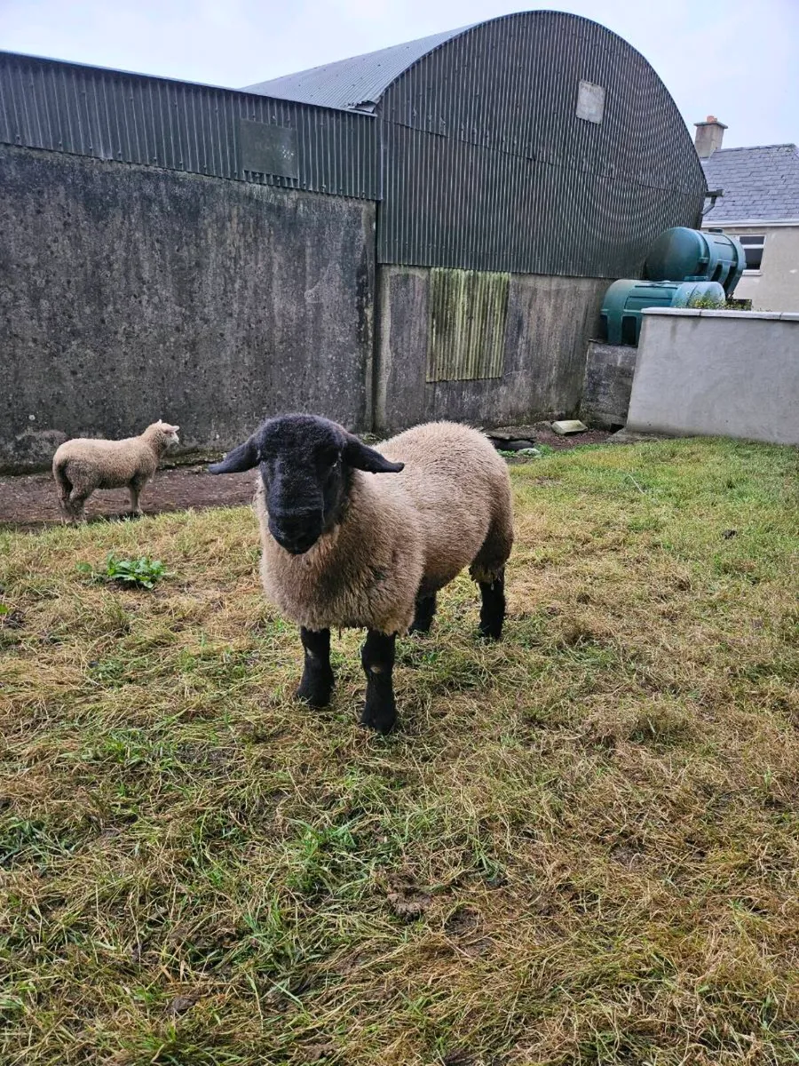 **Purebred Suffolk Ram Lamb** - Image 1