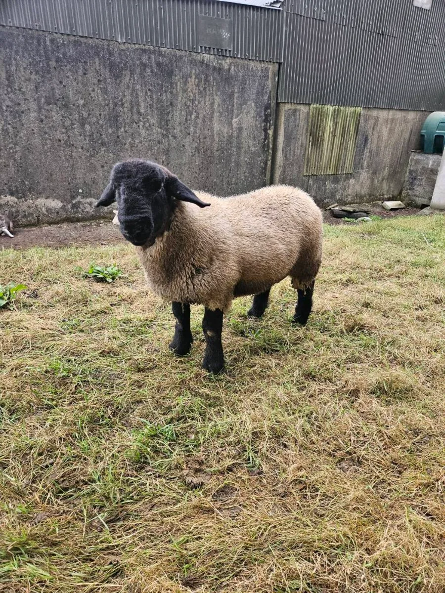 **Purebred Suffolk Ram Lamb** - Image 2