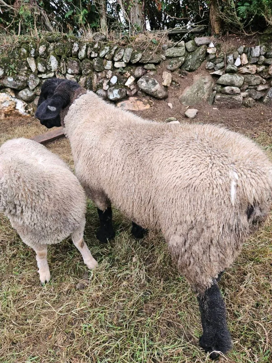 **Purebred Suffolk Ram Lamb** - Image 3