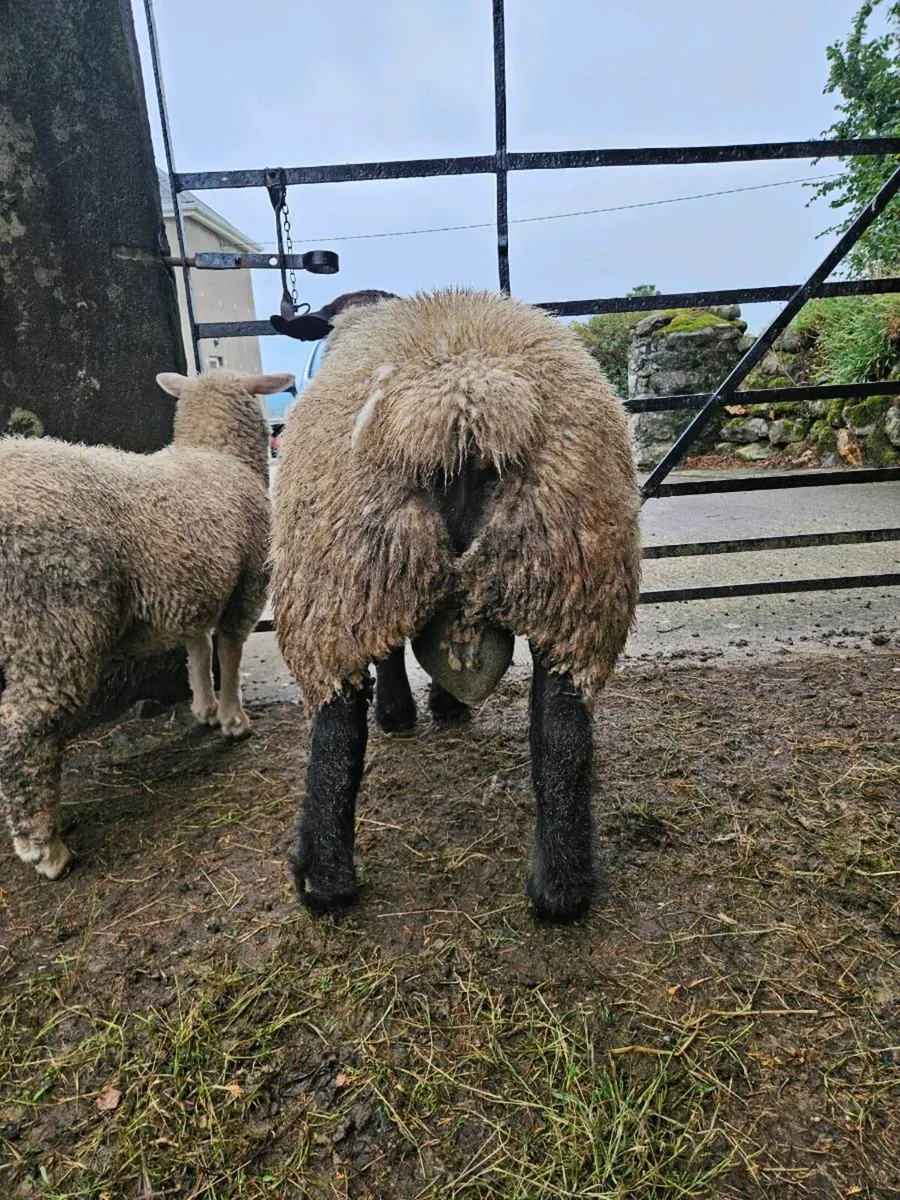 **Purebred Suffolk Ram Lamb** - Image 4