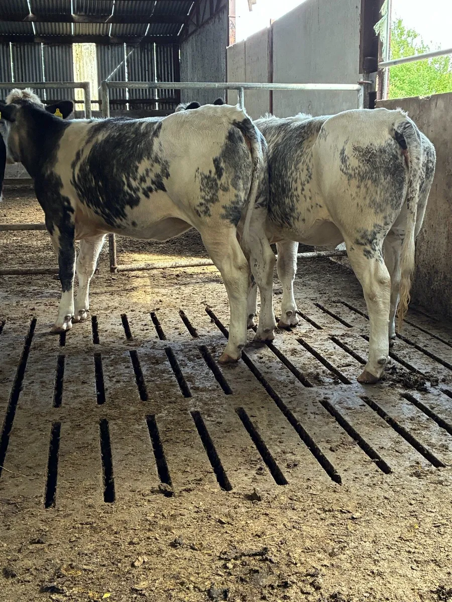 Belgian blue heifers - Image 2