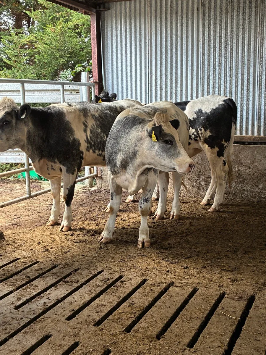 Belgian blue heifers - Image 1