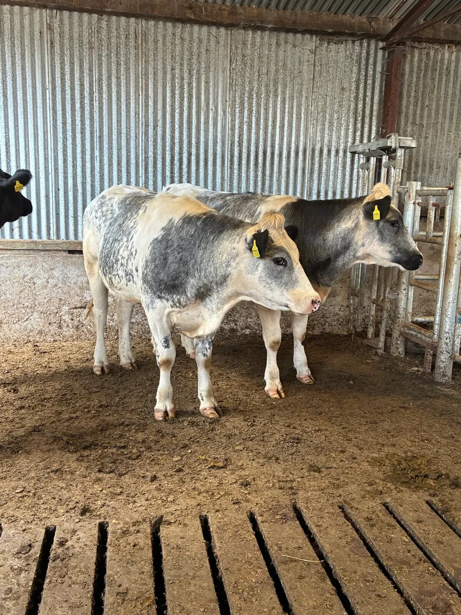 Belgian blue heifers - Image 3
