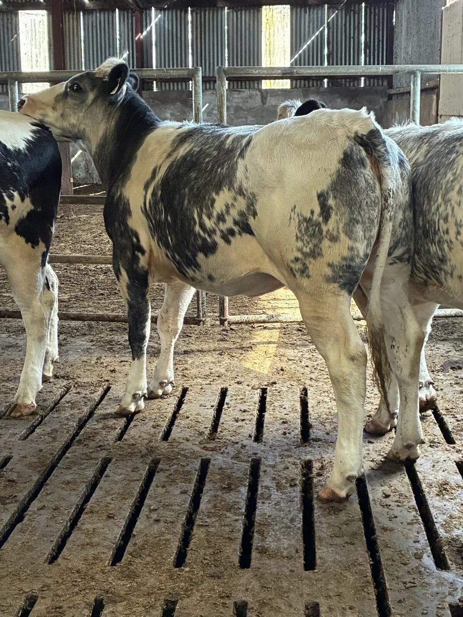 Belgian blue heifers - Image 4