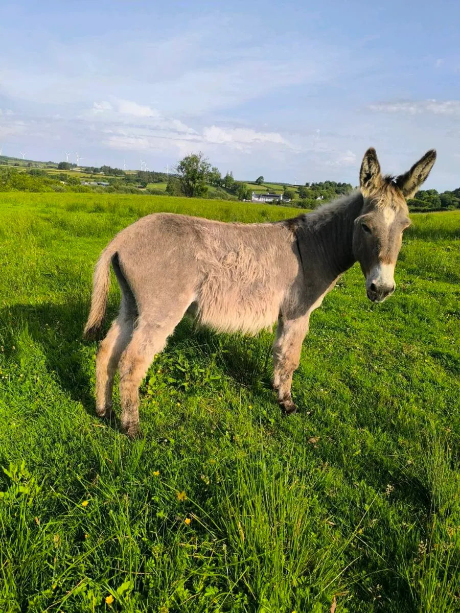 Donkey for sale. - Image 1