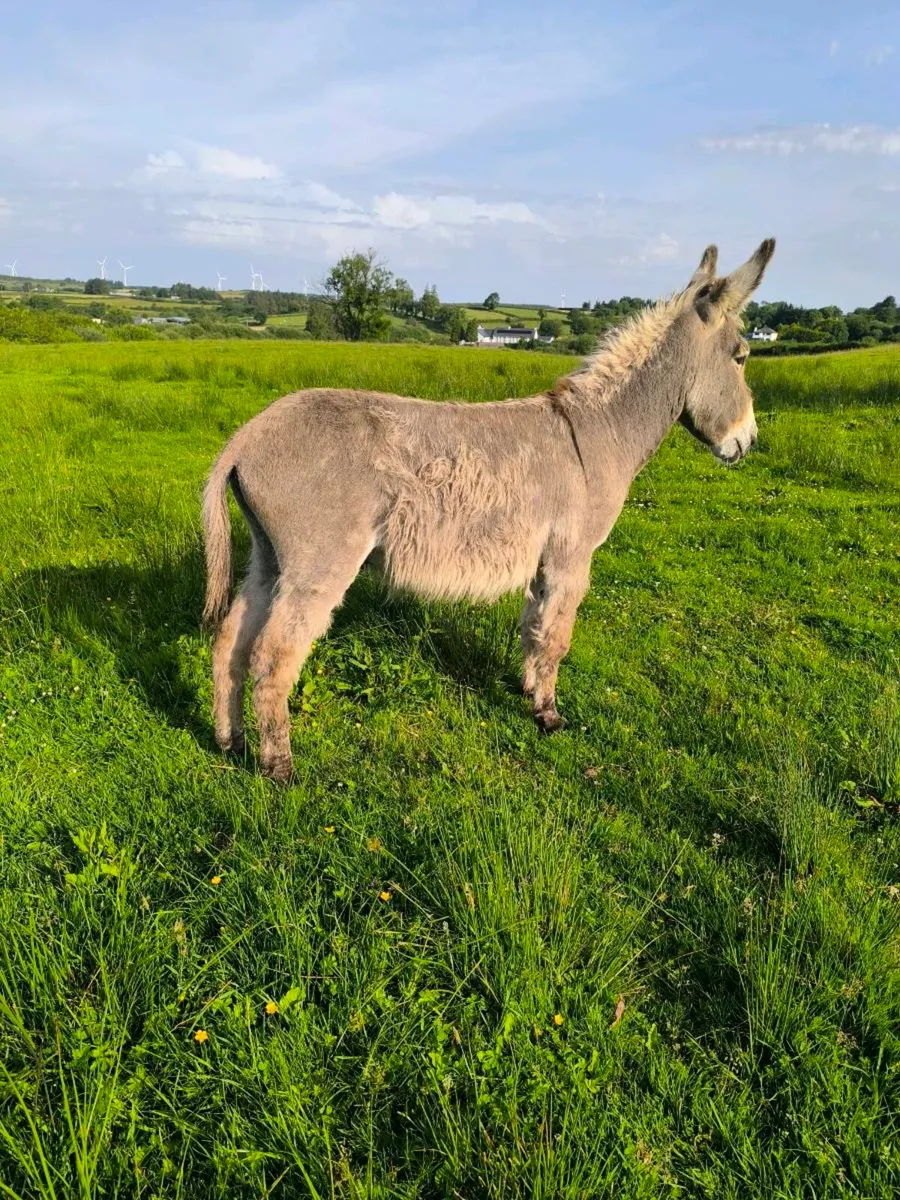 Donkey for sale. - Image 2