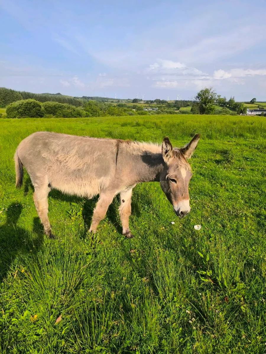 Donkey for sale. - Image 3