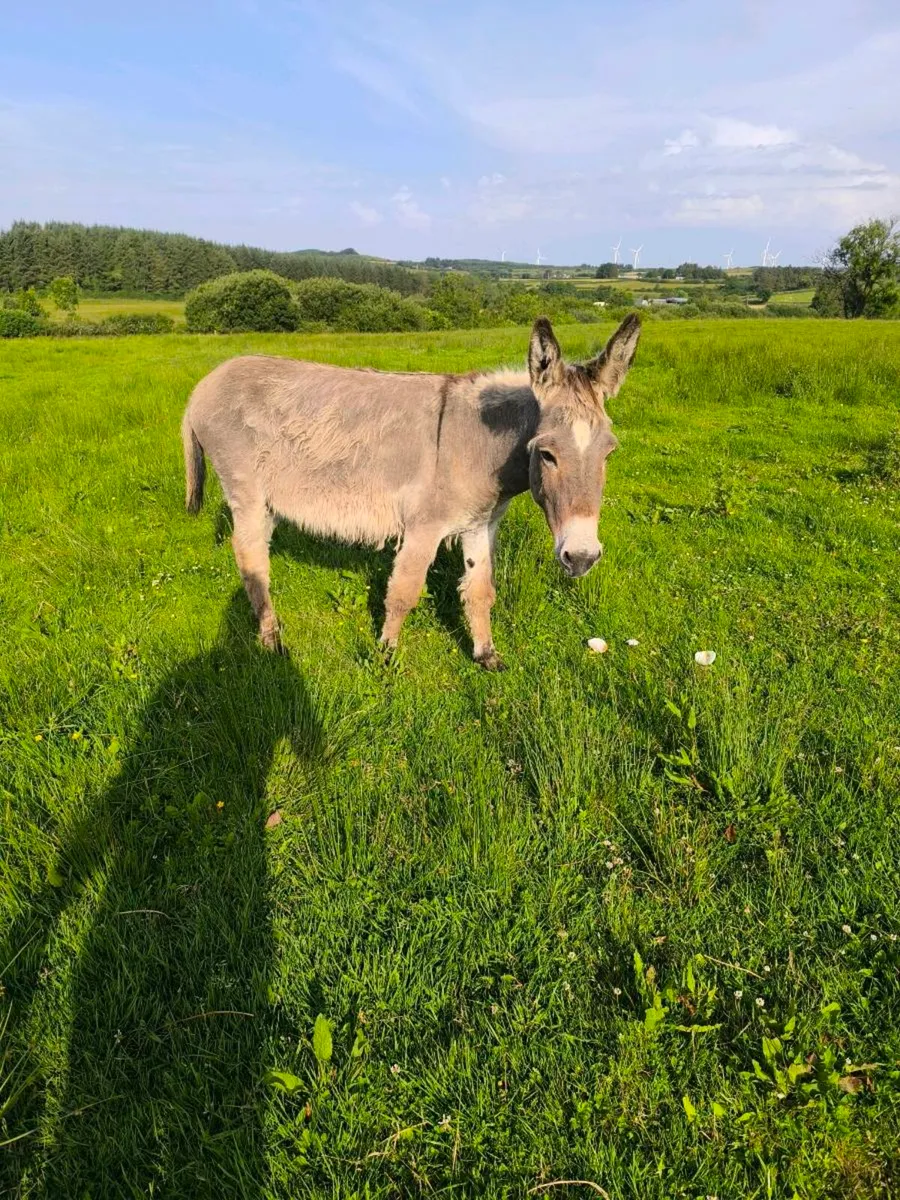 Donkey for sale. - Image 4