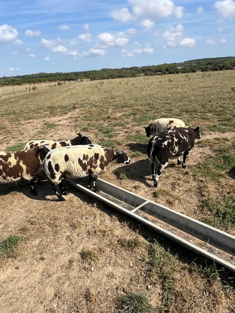 Pbr Dutch spotted ewe lambs, hogget, ram lambs - Image 4