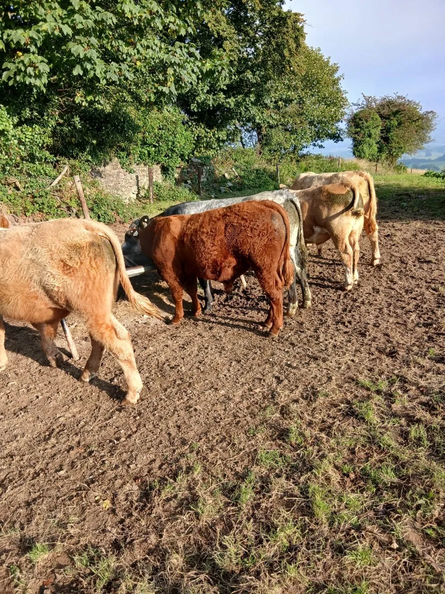Weanling Bulls - Image 3