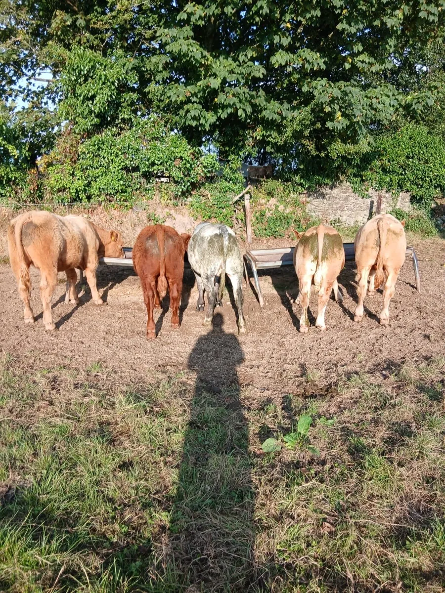 Weanling Bulls - Image 4