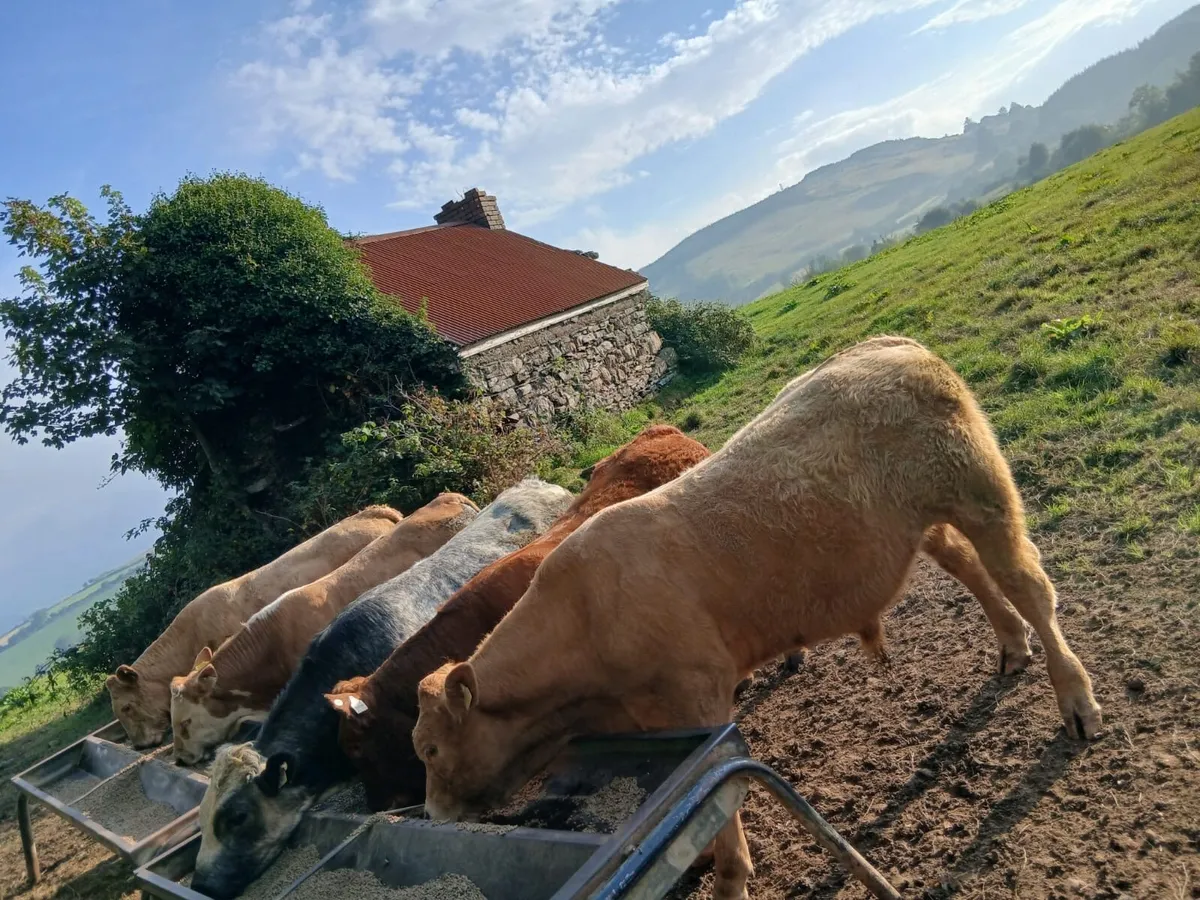 Weanling Bulls - Image 1