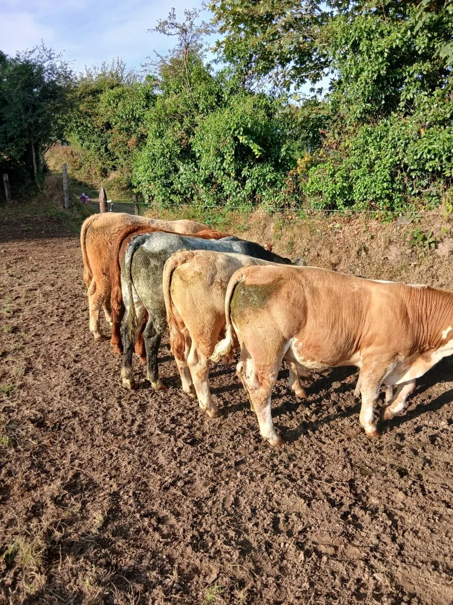 Weanling Bulls - Image 2