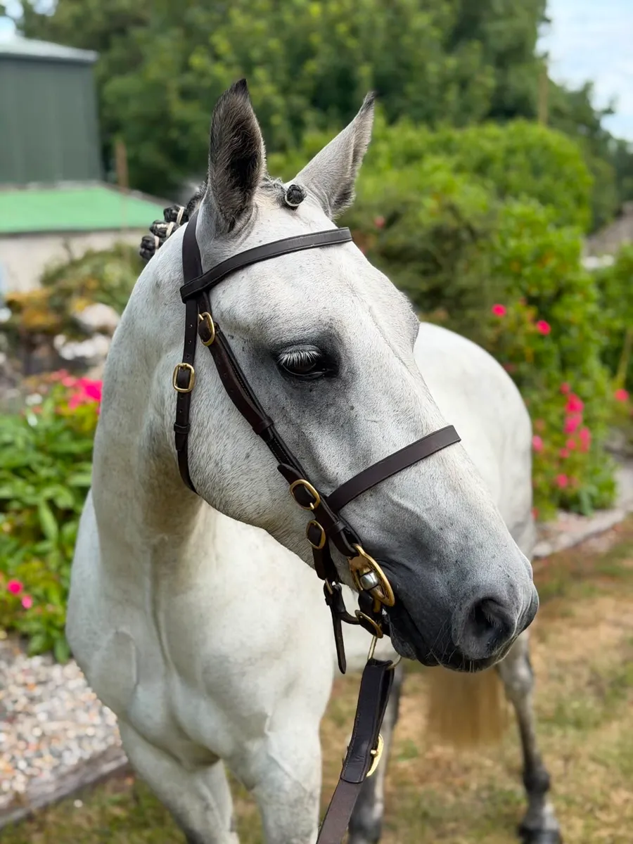 15hh Connemara Gelding - Image 1