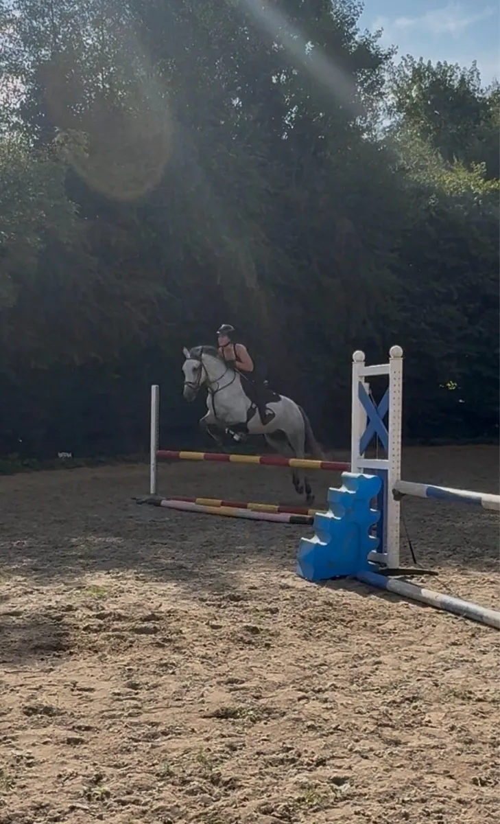 15hh Connemara Gelding - Image 2