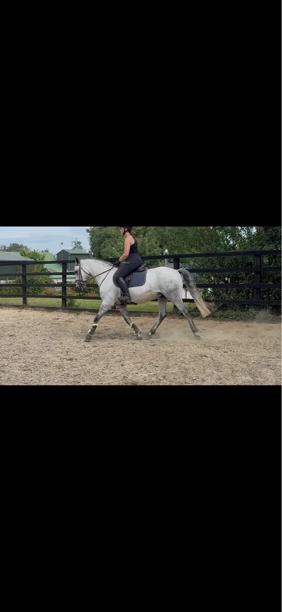 15hh Connemara Gelding - Image 3