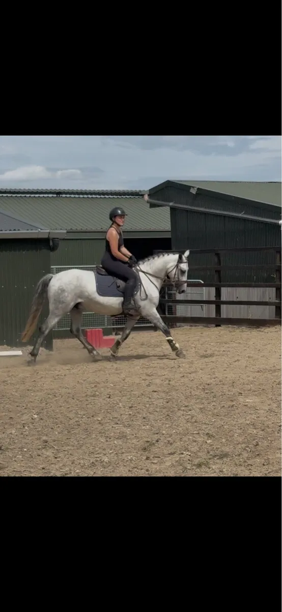 15hh Connemara Gelding - Image 4