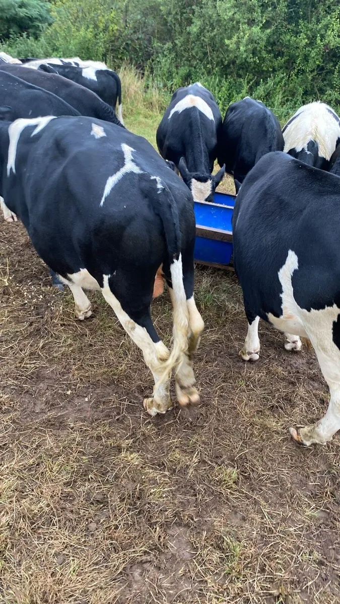 Cattle - Image 1