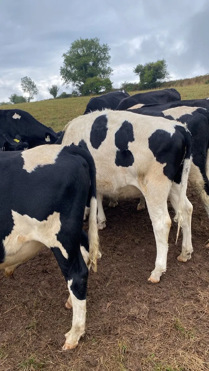 Cattle - Image 3
