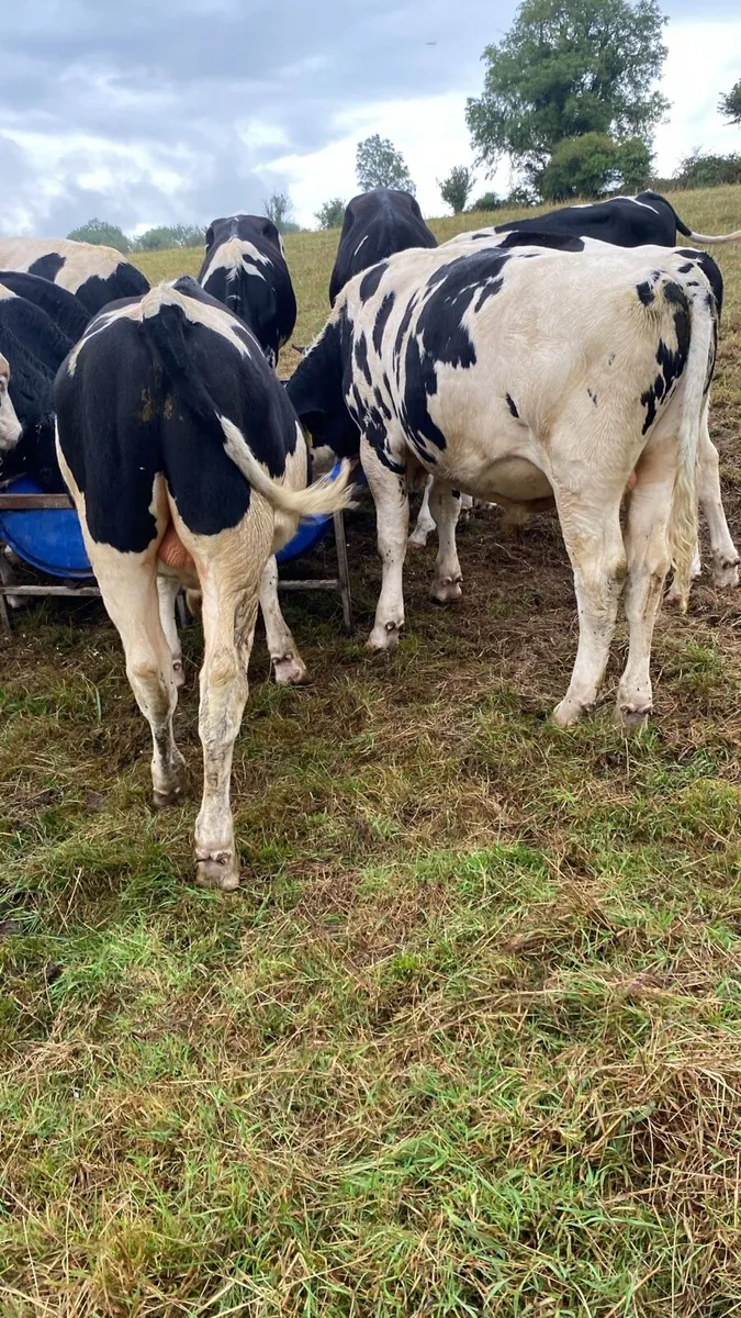Cattle - Image 2