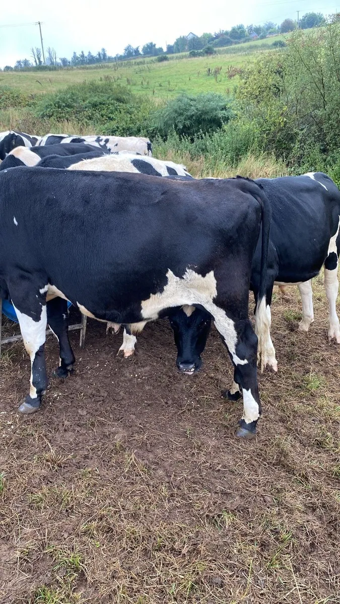 Cattle - Image 4