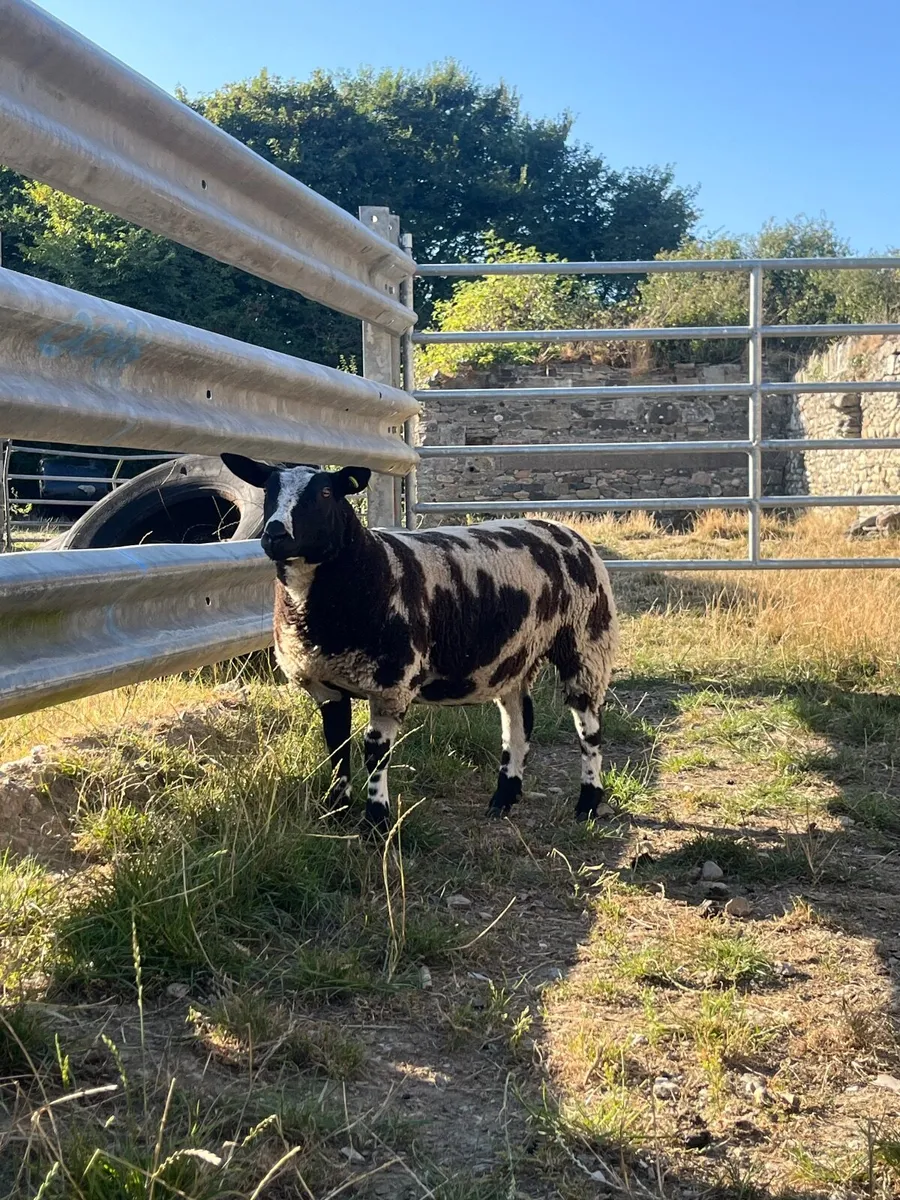 Pbr Dutch spotted ewe lambs, hogget, ram lambs - Image 1