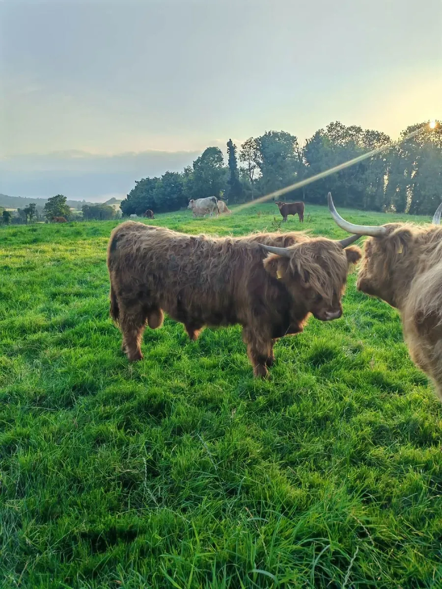 PBNR Highland Bull - Image 1