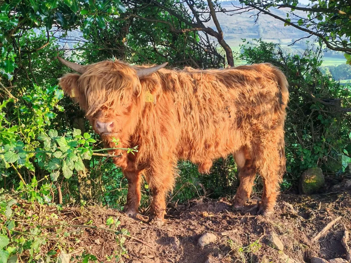PBNR Highland Bull - Image 2
