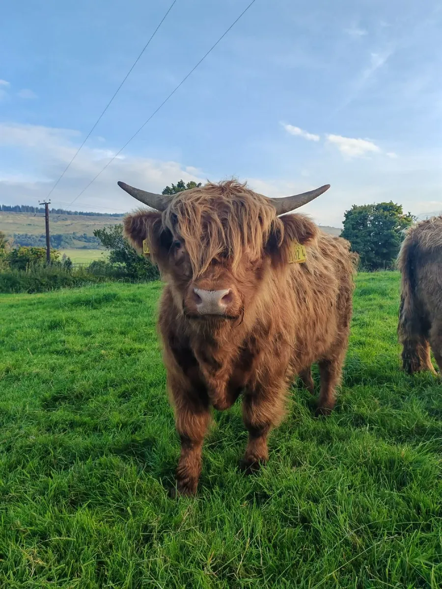 PBNR Highland Bull - Image 4