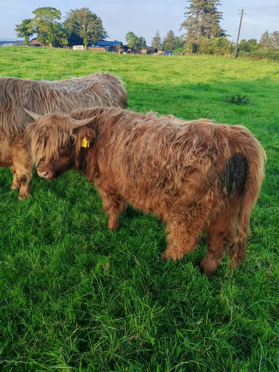PBNR Highland Bull - Image 3