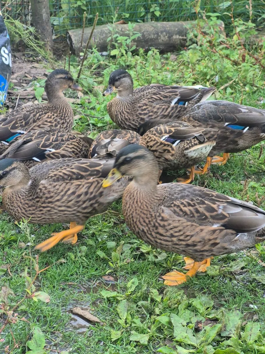 Ducks, Geese, Incubator - Image 1