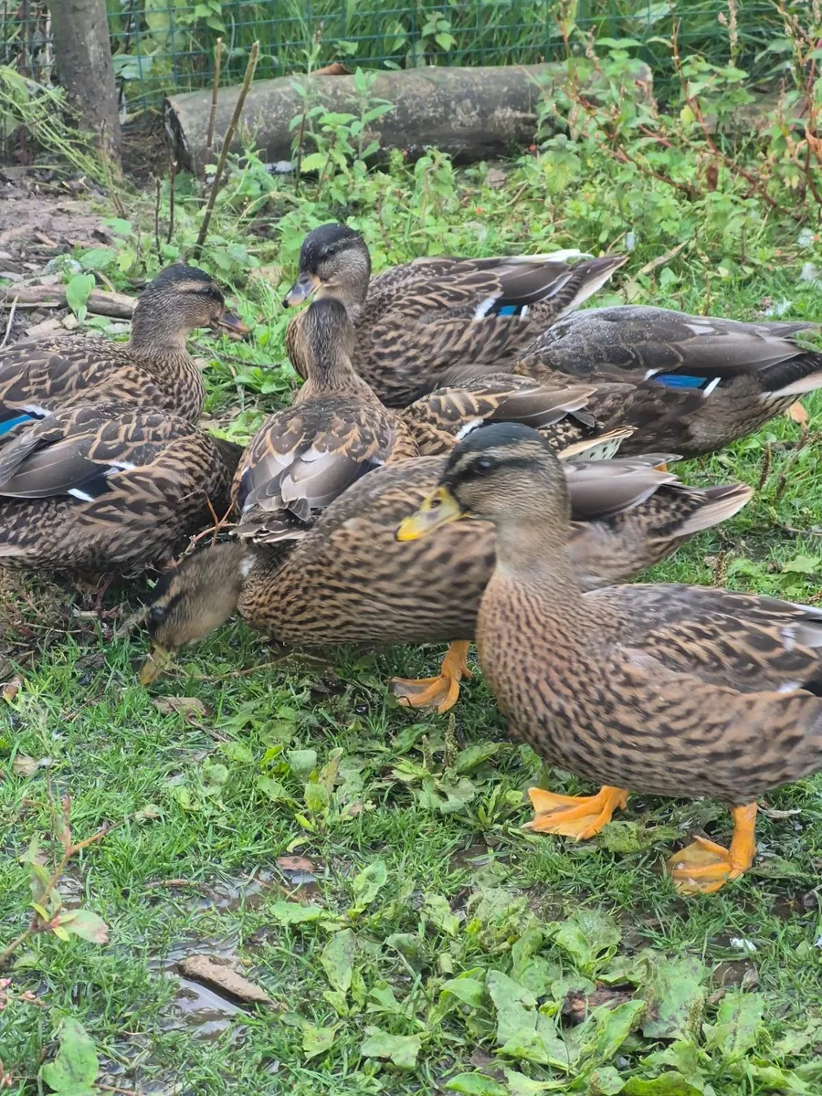 Ducks, Geese, Incubator - Image 4