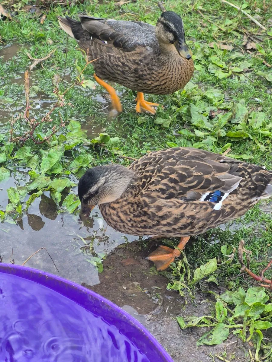 Ducks, Geese, Incubator - Image 3