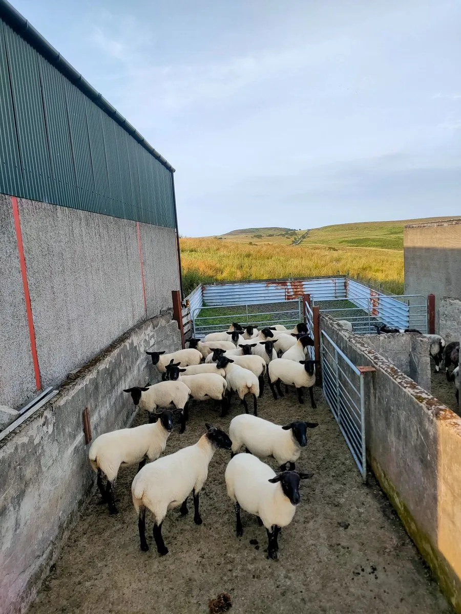Suffolk Mule Hoggets - Image 2