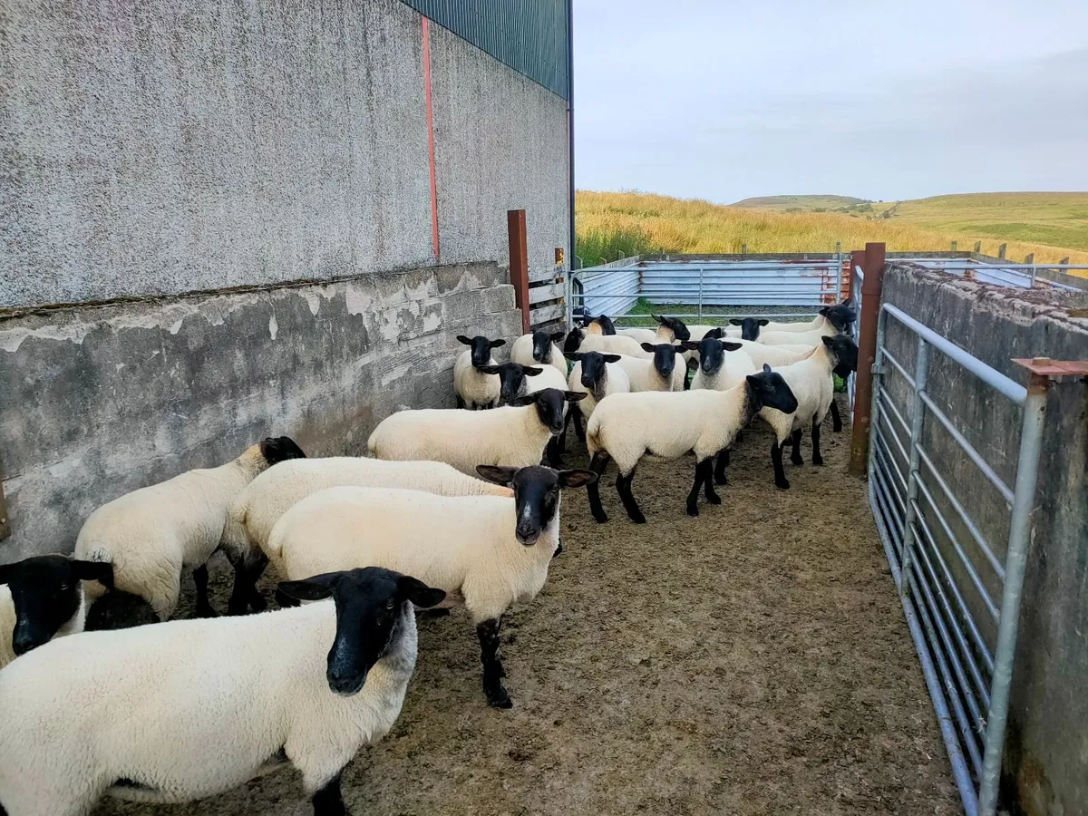 Suffolk Mule Hoggets - Image 1