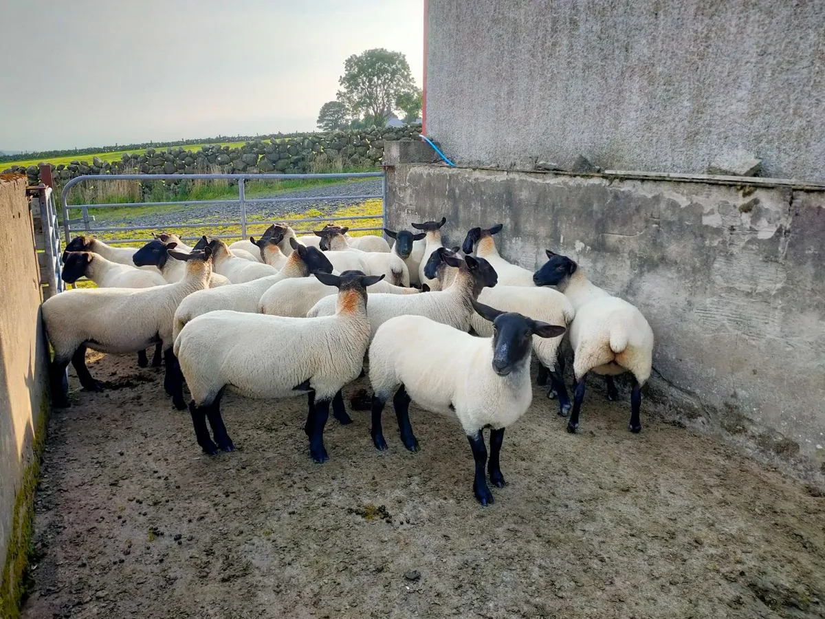 Suffolk Mule Hoggets - Image 4