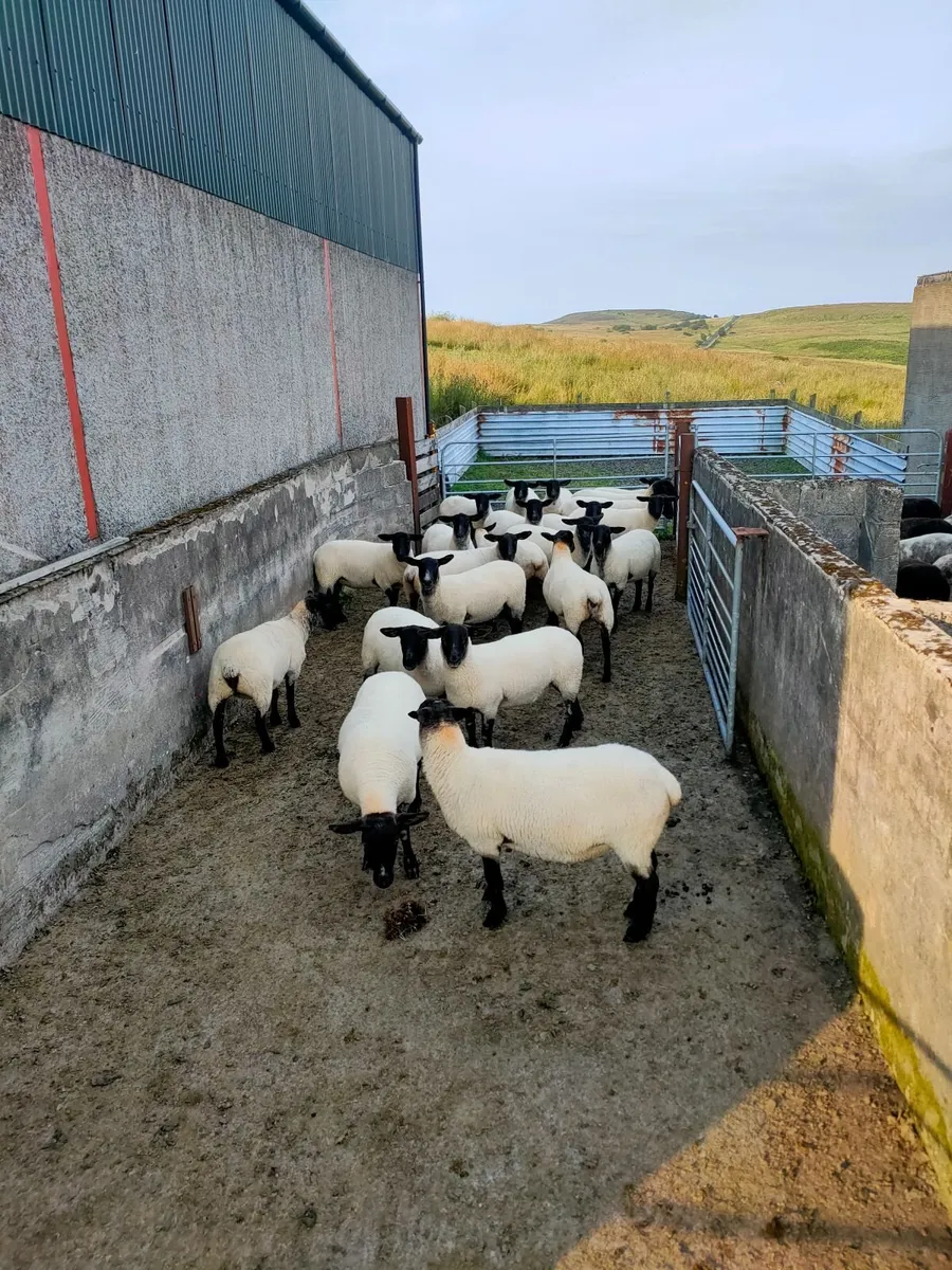 Suffolk Mule Hoggets - Image 3