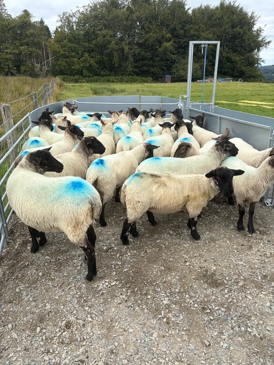 Suffolk cross hoggets (34 available) - Image 4