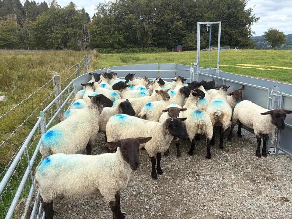 Suffolk cross hoggets (34 available) - Image 2