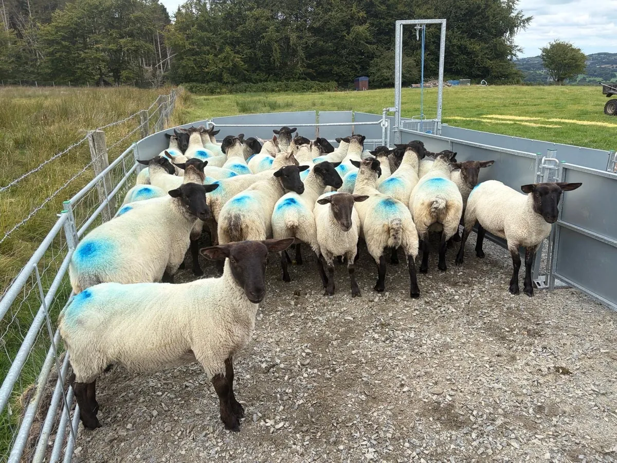 Suffolk cross hoggets (34 available) - Image 3