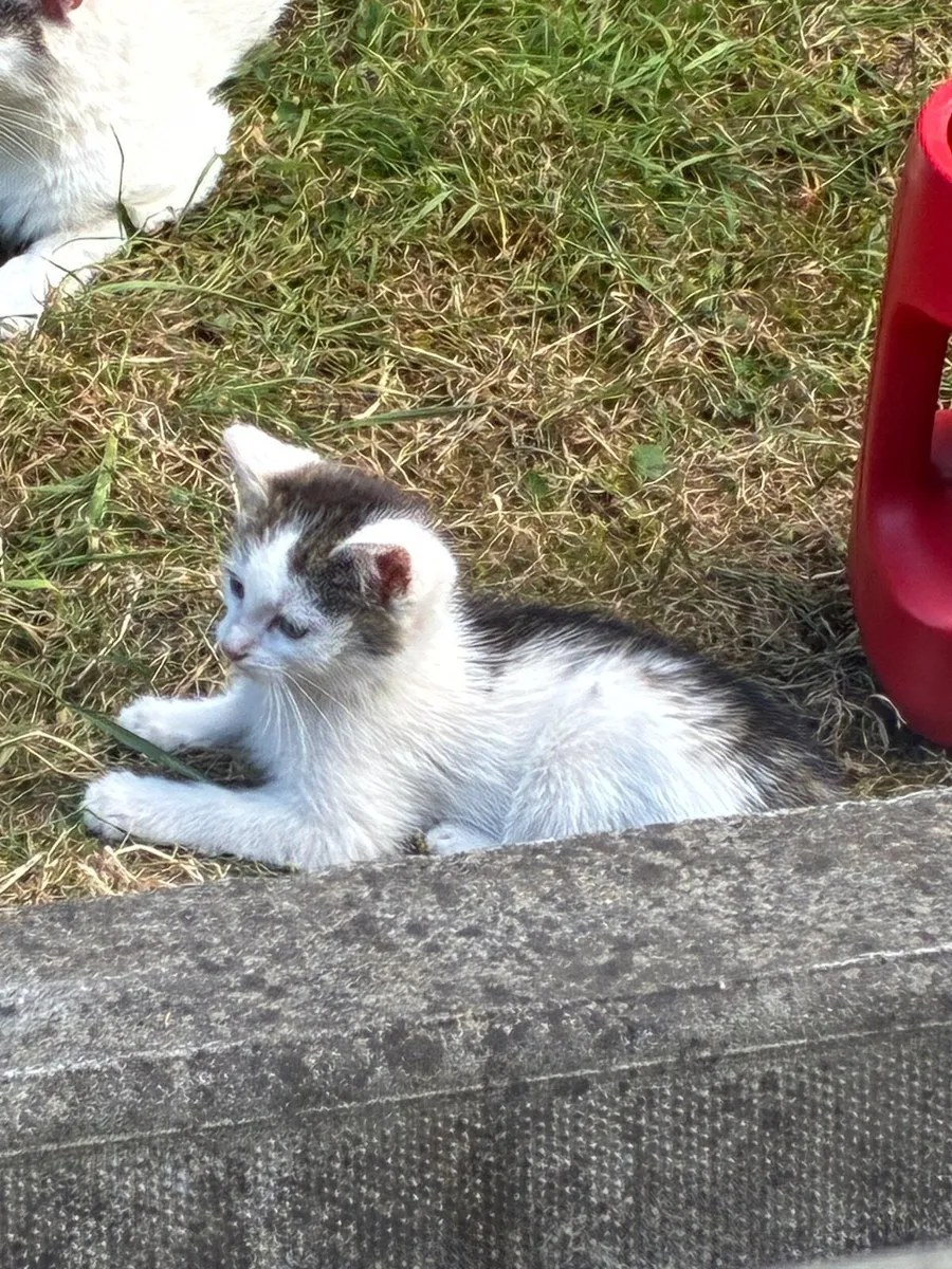 FREE Beautiful Kittens - Image 1
