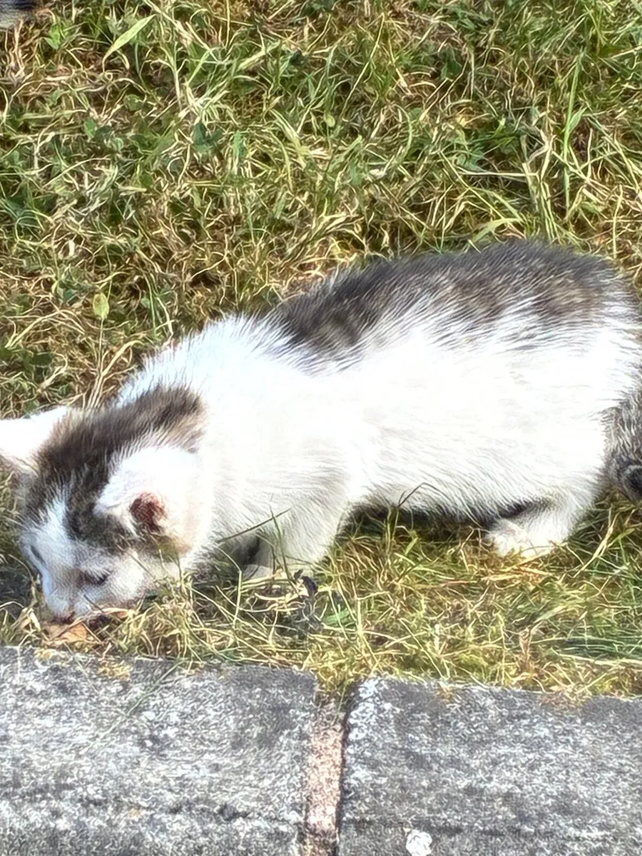 FREE Beautiful Kittens - Image 2