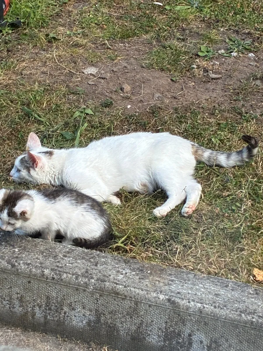 FREE Beautiful Kittens - Image 3